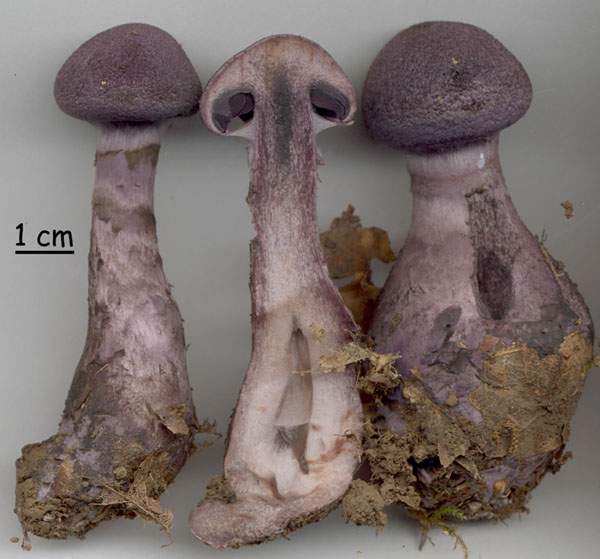 Cortinarius violaceus